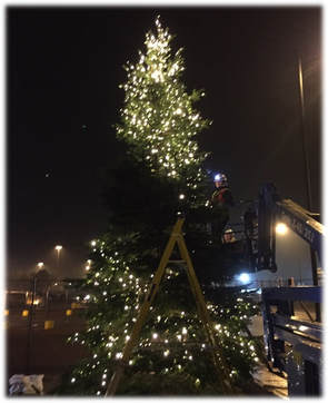 Real Christmas Tree Night-time Installation